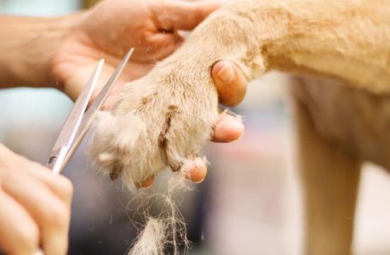 Moreton Placement (Weekday) - Level 3 Award Introduction to Dog Grooming