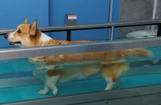 Level 4 Certificate in Advanced Aquatic Treadmill Therapy for Small Animals