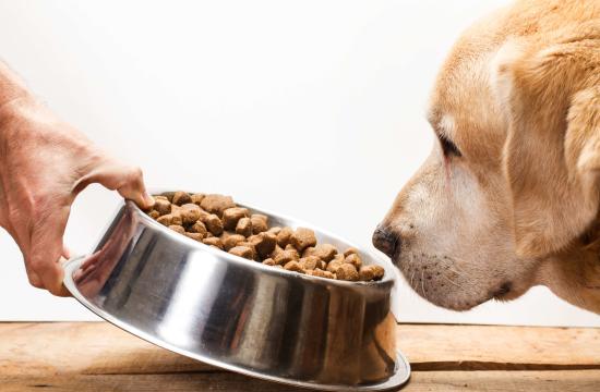 Level 3 Diploma in Canine Nutrition