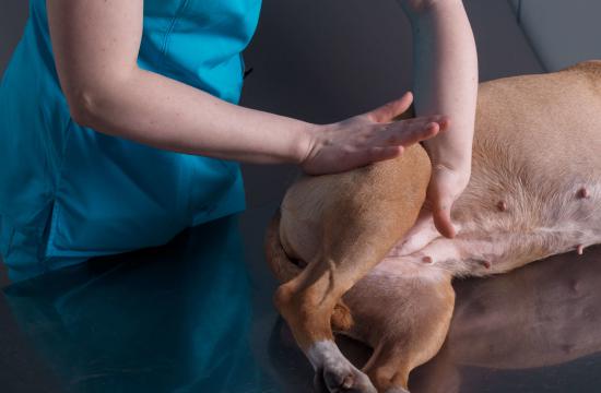 AIM Qualifications Level 3 Diploma in Canine Massage